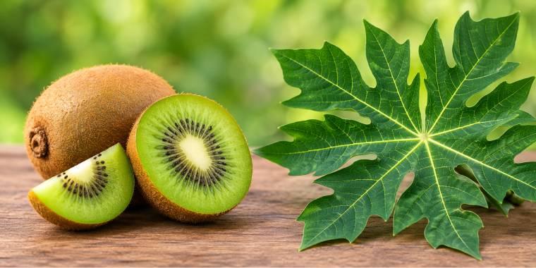 750AD & Genimen launches PLATOMAXX, FSSAI approved Kiwifruit bioactive technology to India